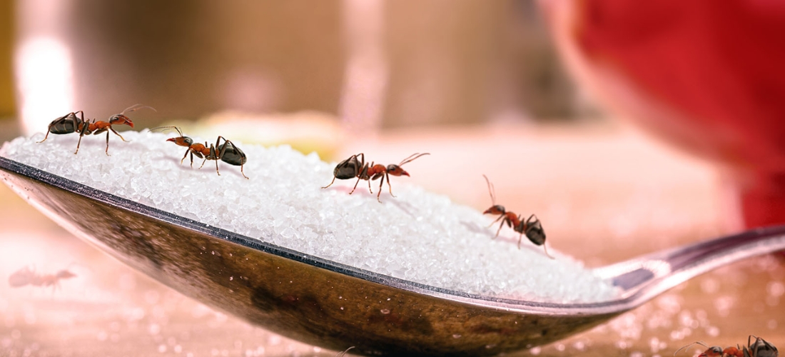 ant control services Hyderabad